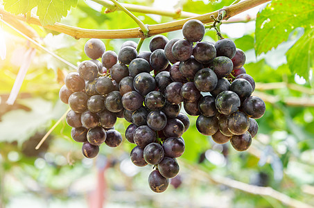 葡萄黑无种子晴天酒厂地面植物紫色水果收成阳光食物生长图片