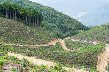 森林和草地农业栅栏生活场景国家植物蓝色场地自然墙纸图片