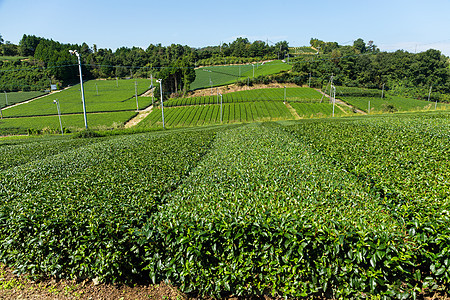 绿色茶叶农场国家生长风景种植园农村花园叶子季节旅行热带图片