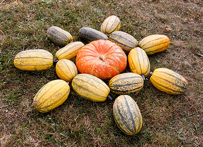 农场上的南瓜装饰品蔬菜农业节日场地食物壁球水果花园橙子团体图片