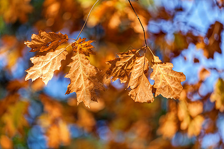 橙色叶叶场景植物阳光季节国家金子公园橙子木头花园图片