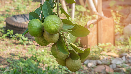 青绿树叶子水果食物花园生长橙子柠檬种植园热带植物图片