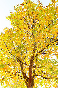 秋天的橡树叶子环境公园树木森林生长黄色季节性棕色木头图片