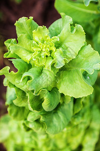 新鲜绿色沙拉生菜食物多叶健康营养蔬菜活力植物叶子饮食沙拉图片