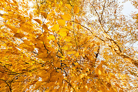 秋天树顶黄色季节性木头叶子生长森林季节天空公园树木图片