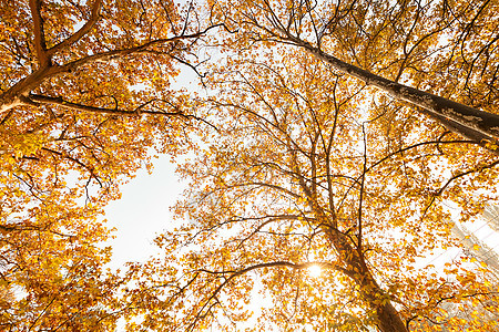 秋天树顶森林黄色季节公园天空棕色季节性叶子环境太阳图片