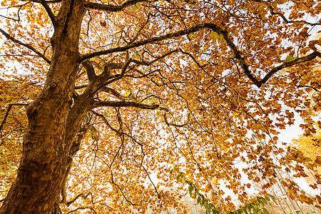秋天树顶橙子季节森林天空生长叶子木头太阳树木棕色图片