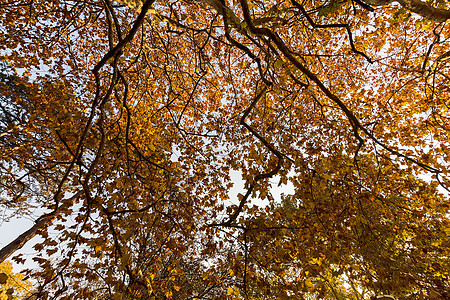 秋天树顶公园木头太阳黄色环境叶子橙子季节季节性树木图片