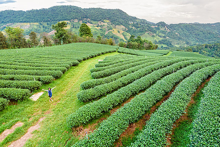 参加绿色茶叶种植园的旅游妇女图片