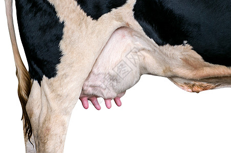 奶牛乌达土地哺乳动物畜牧业场地干草农场小牛家畜草地动物图片