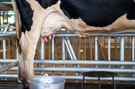 奶牛乌达干草乳房生产天空动物牛肉奶制品小牛草地牛奶图片