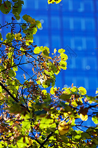 树枝上的绿叶城市商业植物技术叶子太阳花园阳光玻璃天际图片