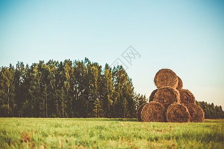 一片有森林的田地上的干草泥巴粮食植物农业风景谷物库存农村土地玉米金子图片