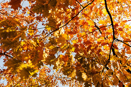 秋天树顶太阳季节叶子季节性天空环境公园黄色树木橙子图片