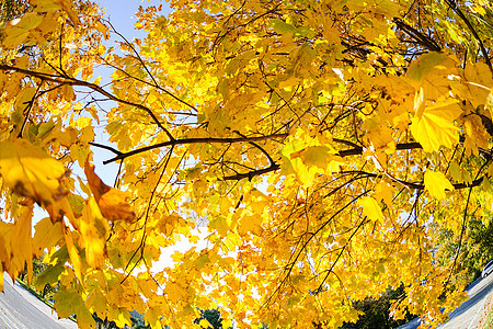 秋天黄树顶棕色太阳天空季节性叶子树木公园森林黄色季节图片