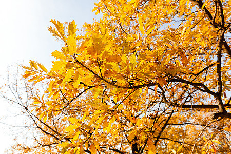 秋天树顶叶子太阳生长公园天空环境季节性树木棕色季节图片