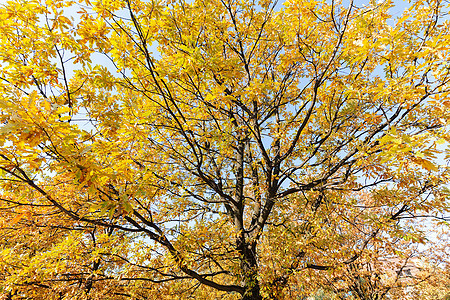 秋天树顶太阳森林叶子季节棕色黄色季节性树木天空木头图片