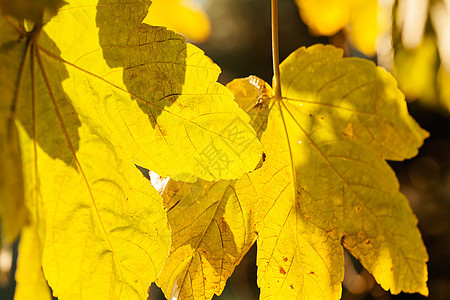 太阳下黄色的天冠森林天空生长木头树木叶子季节橙子季节性棕色图片