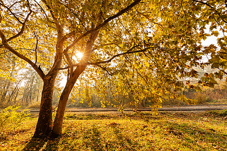 秋天树顶生长天空森林公园树木太阳木头叶子环境棕色图片