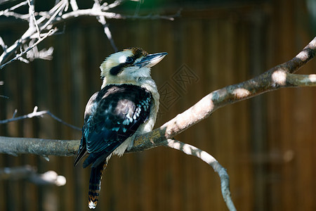 鸟儿大笑kookaburra动物生活翠鸟荒野鸟类大道航班羽毛鲷科野生动物图片