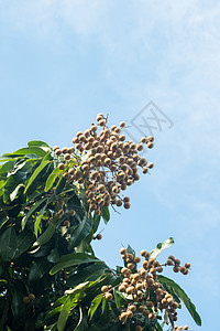 泰国北部的长谷水果农民热带细绳果园收成营养商业团体种子桂圆图片