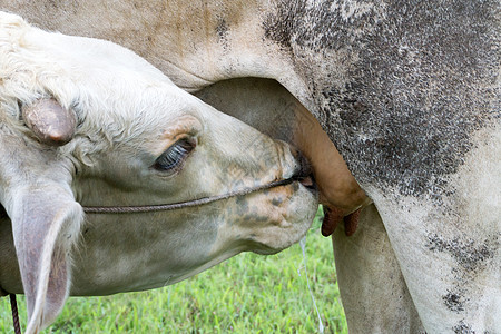 从妈妈那里抽牛奶 柔软和模糊的焦点护理母亲动物吮吸奶牛头发父母牛肉婴儿哺乳动物图片