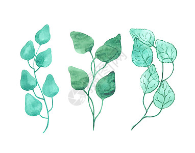 孤立在白色背景上的明亮水彩叶枝条插图装饰艺术品手绘植物树叶墙纸季节刷子图片
