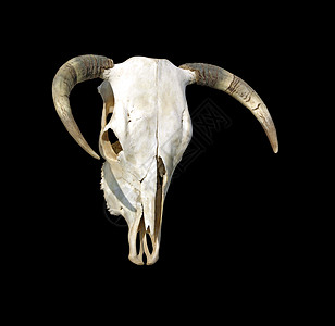 牛骨奶牛牛骨架颅骨死动物骨架兽骨动物沙漠骨骼头骨图片