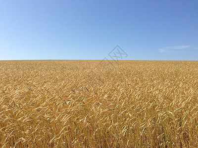 秋季金麦田天气季节日落场地小麦农村大麦农场生长牧场图片