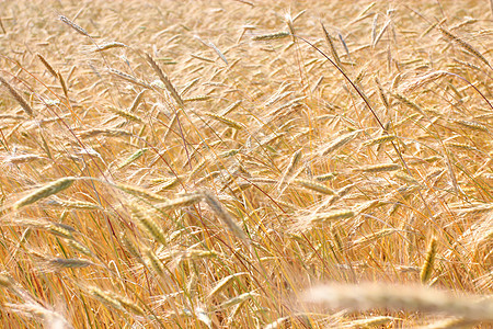 秋季金麦田农业蓝色小麦生长金子日落面包季节晴天粮食图片