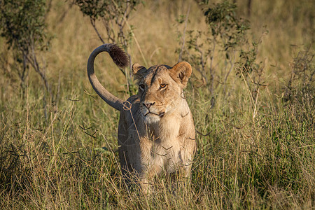 狮子站在乔贝的草地上猎人领导者毛皮捕食者哺乳动物力量野生动物生物大草原环境图片