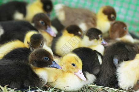 小面鸭的缝合宠物鸭子新生农场农业家禽毛皮动物群动物野生动物图片