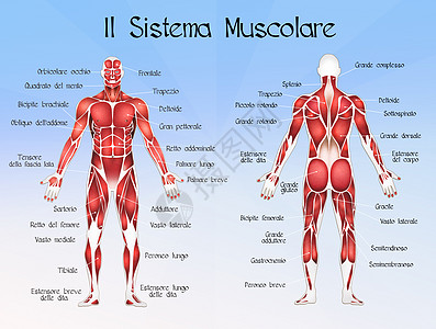 木铜系统肌肉身体图表科学药品男人生理学习方案解剖学图片