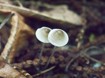 森林地板上两顶白色蘑菇帽图片