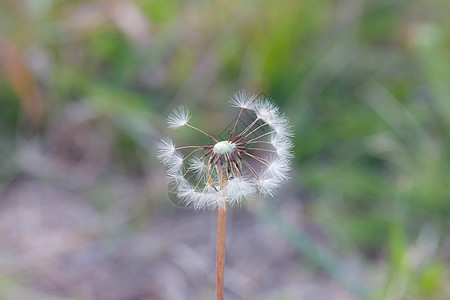 贴近一只花朵图片