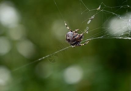 在蜘蛛网上用被困苍蝇的欧洲花园蜘蛛图片