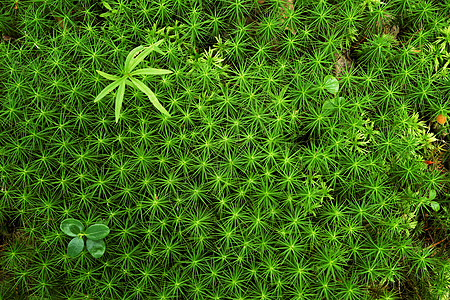巨大的绿色星藻苔上的小植物图片