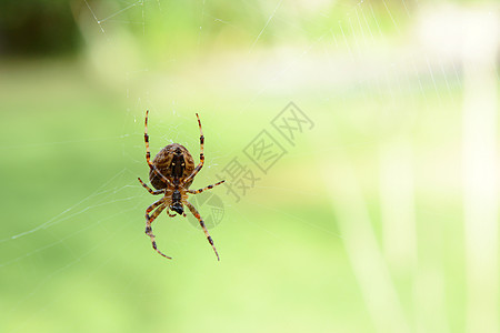 Orb 蜘蛛在蜘蛛网上编织蜘蛛图片