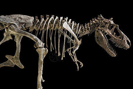 暴龙雷克斯骨架 在孤立的背景上扫描斗争科学博物馆捕食者雕像恐龙身体古生物学怪物图片