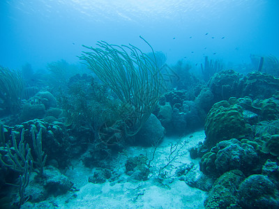 水下海洋水下水族馆热带游泳荒野活力风景珊瑚海景蓝色野生动物图片