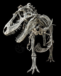 暴龙雷克斯骨架 在孤立的背景上斗争恐龙食肉捕食者怪物雕塑射线颅骨博物馆数字图片