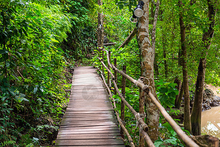 沿着一座木桥穿过亚洲森林的风景漫步图片