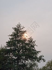 天空树的天线下有云场地观光环境蓝色阳光旅游森林场景假期地平线图片