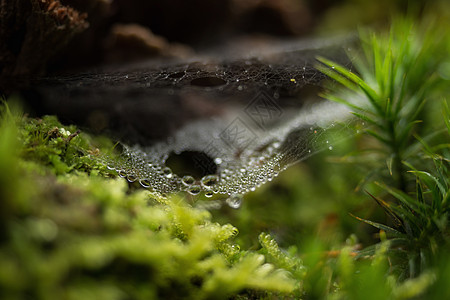 雨滴森林中的蜘蛛网花园蛛网框架陷阱丝绸艺术蜘蛛季节圆圈水滴图片