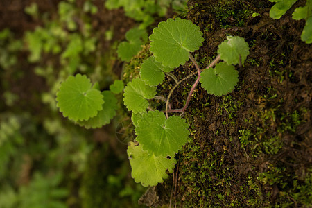 Caldeirao 佛得角的Levada植被踪迹岩石植物群美丽热带灌溉远足健康旅行图片