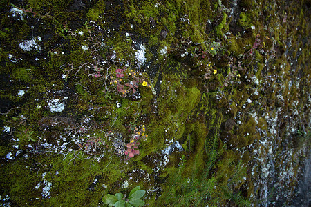 Caldeirao 佛得角的Levada阴影溪流森林岩石远足热带隧道美丽灌溉石头图片