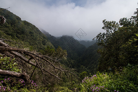 Caldeirao 佛得角的Levada旅行石头溪流灌溉岩石旅游小路阴影远足美丽图片