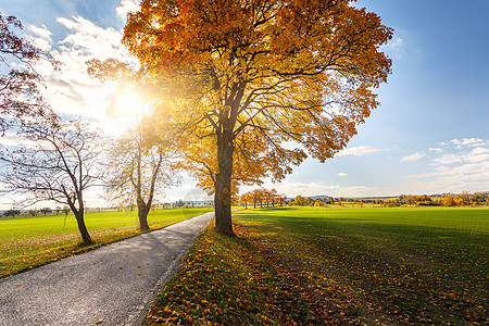 秋季风景 有秋色树拼贴画农村木头叶子环境远景橙子小路沥青植物群图片