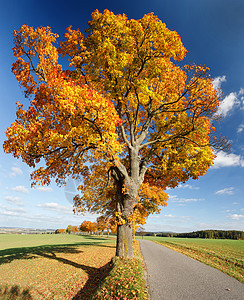 秋季风景 有秋色树环境植物小路沥青木头季节叶子橙子植物群蓝色图片