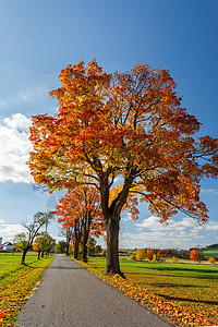秋季风景 有秋色树沥青山毛榉天空拼贴画环境植物群树叶橙子木头小路图片